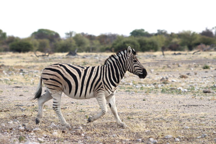 Bild von einem Flächenzebra in Namibia