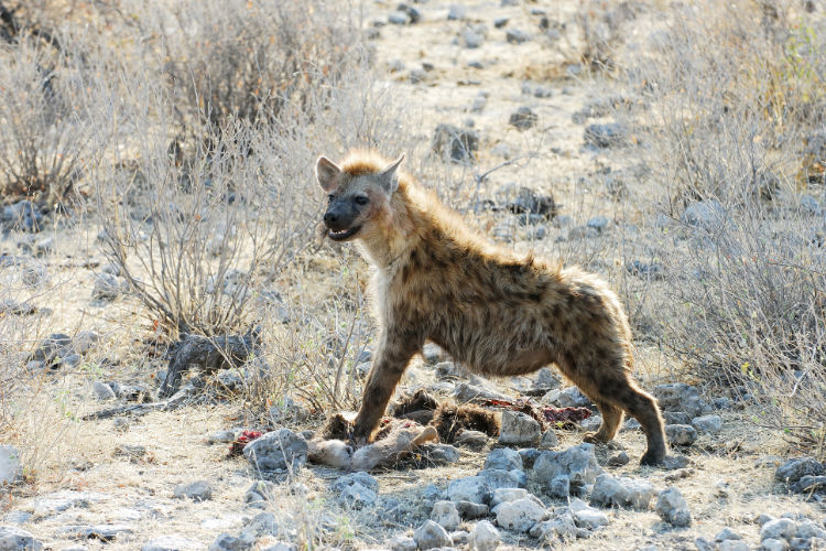 Bild von einer Gefleckten Hyäne in Namibia