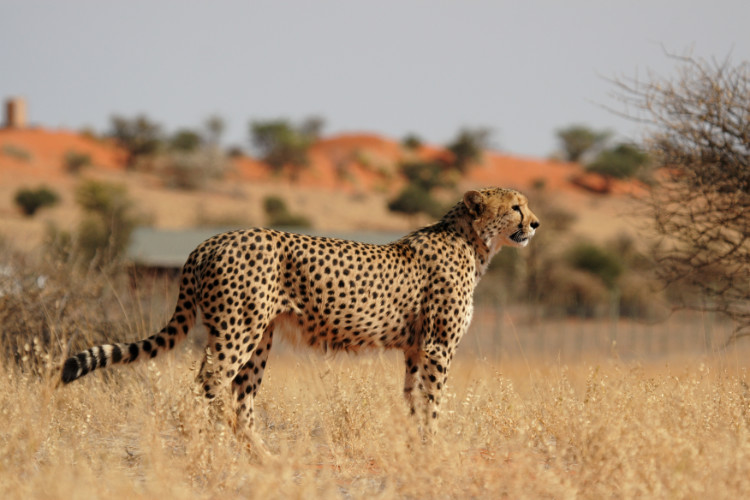 Bild von einem Gepard in Namibia