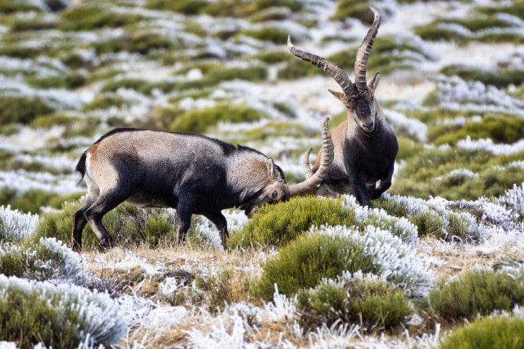 Ein Bild von 2 Stück Ibex in Spanien