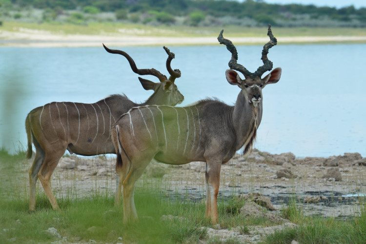Bild von einem Kudu in Namibia