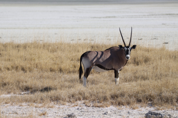 Bild von einem Oryx in Namibia