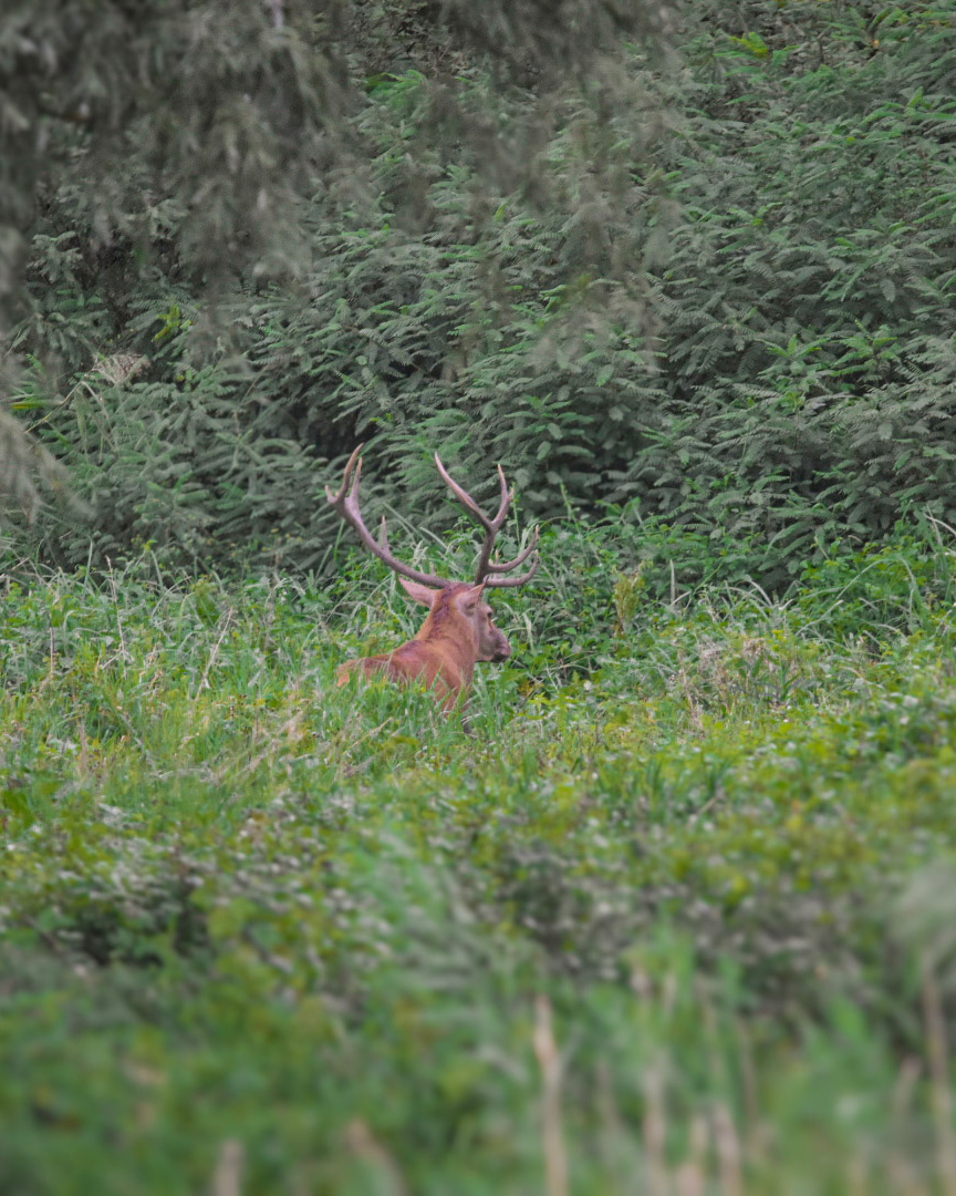 Kroat4